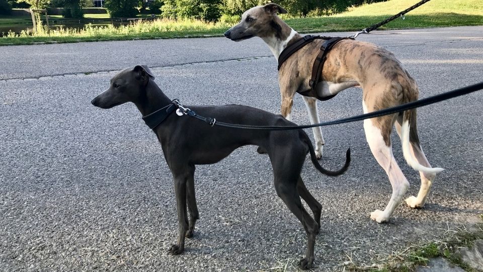 greyhound full grown