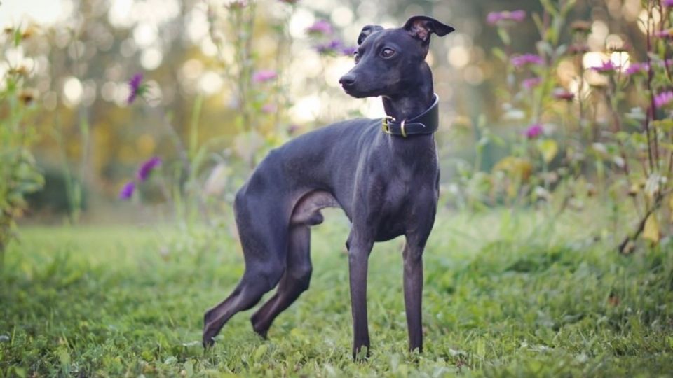Italian Greyhound Colors: An Overview with the Cutest Photos