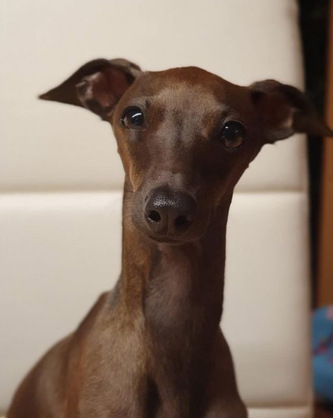 Italian Greyhound Colors: An Overview with the Cutest Photos