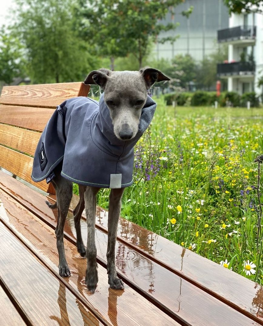do italian greyhounds need clothes