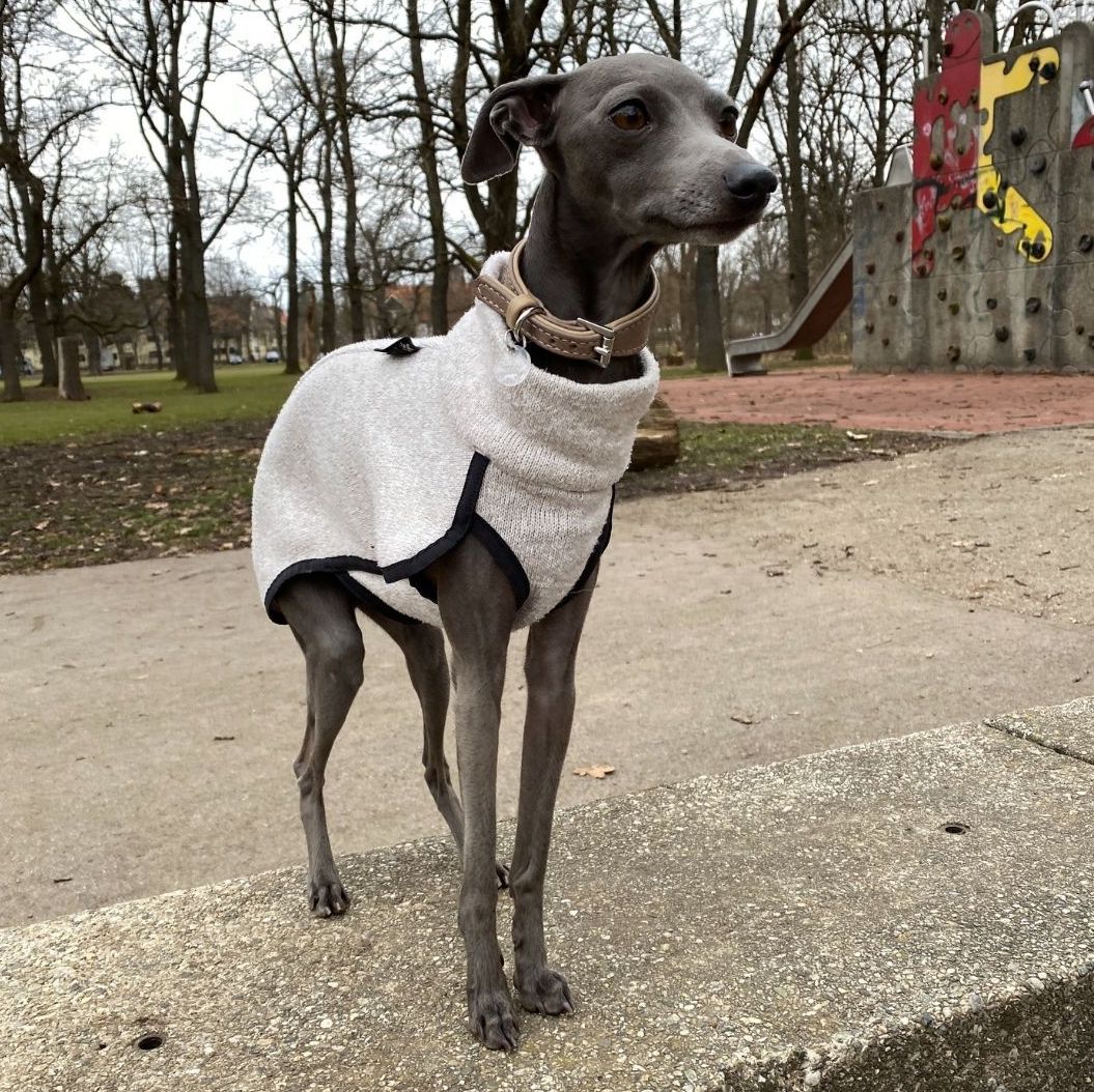 Italian Greyhound in sweater