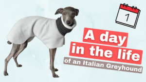 a day in the life of an italian greyhound