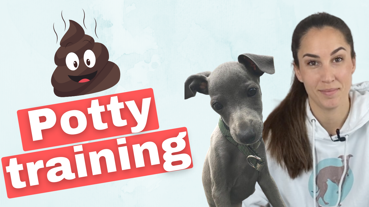 Potty Training for Italian Greyhounds - 5 Tips (Easy & Fast)