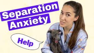 italian greyhound separation anxiety