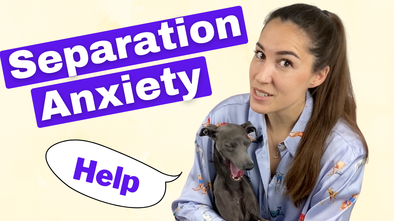 How to Prevent Italian Greyhound Separation Anxiety